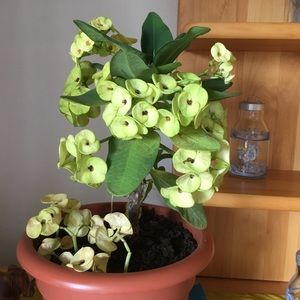 Meet your Posher, Antoine